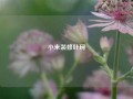 小米装修叶珂